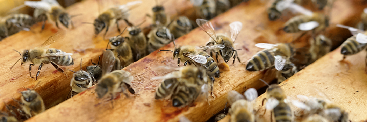 Permalink auf:unsere Bienen